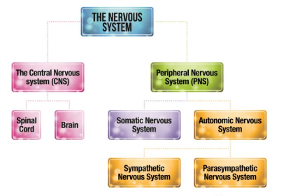 <p>The nervous system helps all parts of the body communicate with each other - it is divided into two main components</p><ul><li><p>the central nervous system (CNS)</p></li><li><p>the peripheral nervous system (PNS)</p></li></ul>
