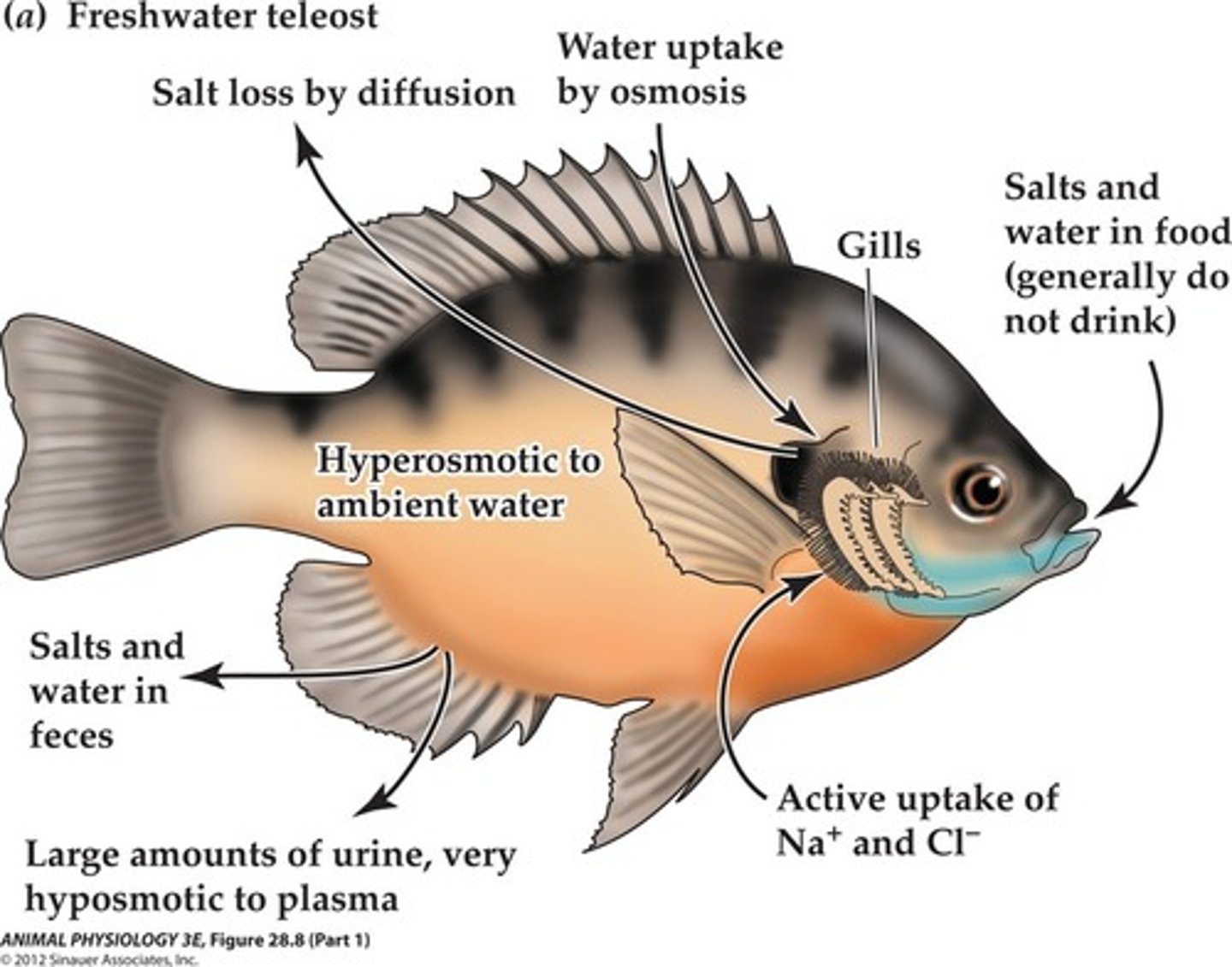 <p>- modern bony fishes</p><p>- within the class Actinopterygii (ray-finned)</p><p>- improved gas exchange mechanisms, efficient locomotor</p><p>and sensory structures, and buoyancy</p><p>- gills utilize counter-current exchange mechanism to extract 80-90% of oxygen in water</p><p>- lateral line allows for detection of vibrations</p><p>- Swim bladder no longer used for gas exchange; instead regulates gas to allows for buoyancy</p><p>- largest and most diverse group of ray-finned fishes</p>