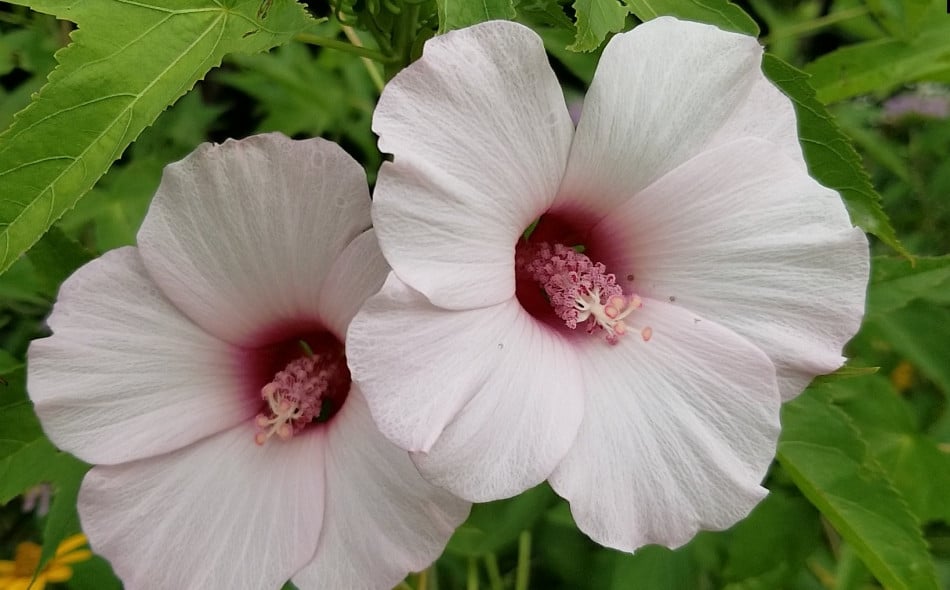 <p>A tall, wetland-loving perennial with large white to pink hibiscus-like blooms.</p><p>-tall 3-7’</p><p>-true perennial, doesnt branch out</p>