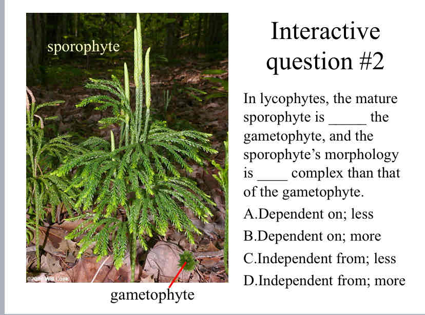 <p>Practice Question (<em><span style="color: green">Vascular Plants</span></em>) - In lycophytes, the mature sporophyte is _____ the gametophyte, and the sporophyte’s morphology is ____ complex than that of the gametophyte.</p><p><br></p>