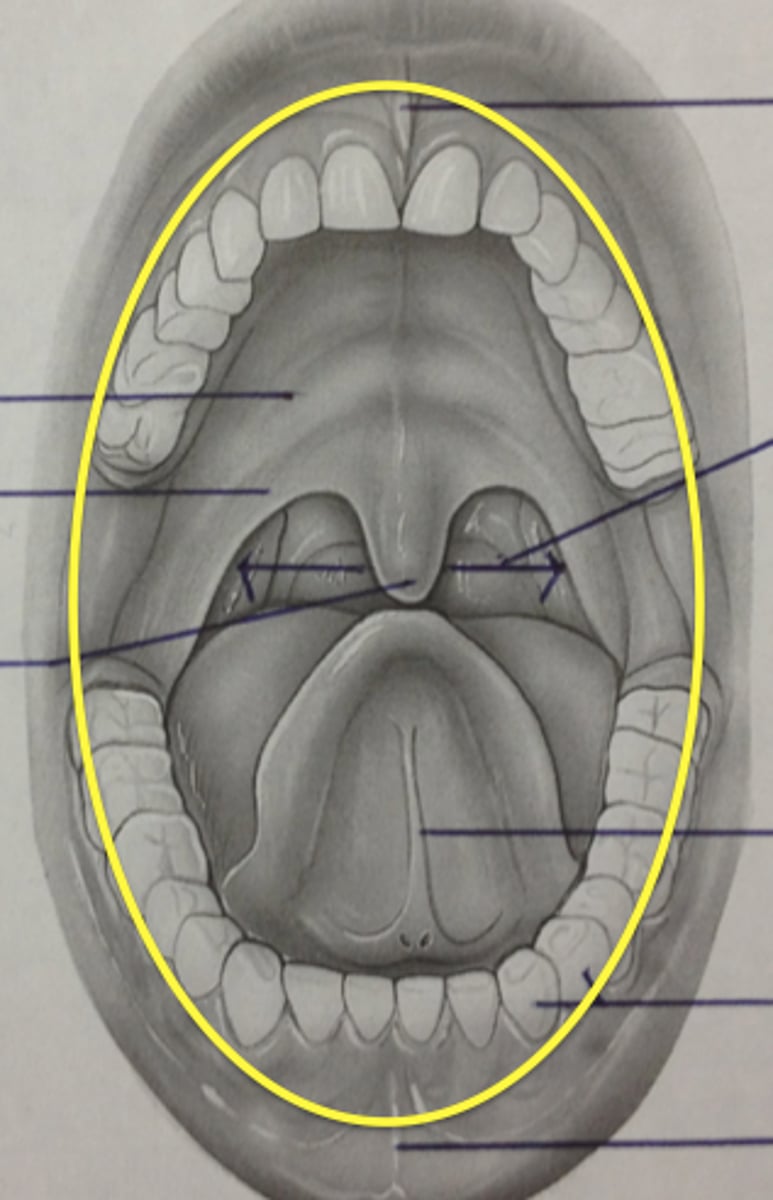 <p>contains the lips, hard and soft palates, salivary glands, tongue, teeth, and the periodontium</p>