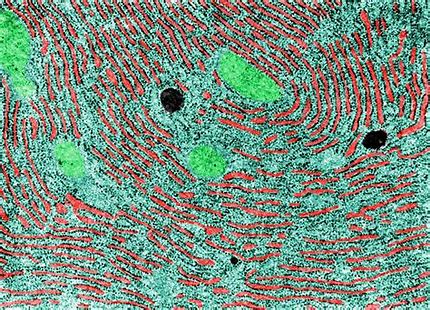 Endoplasmic Reticulum 