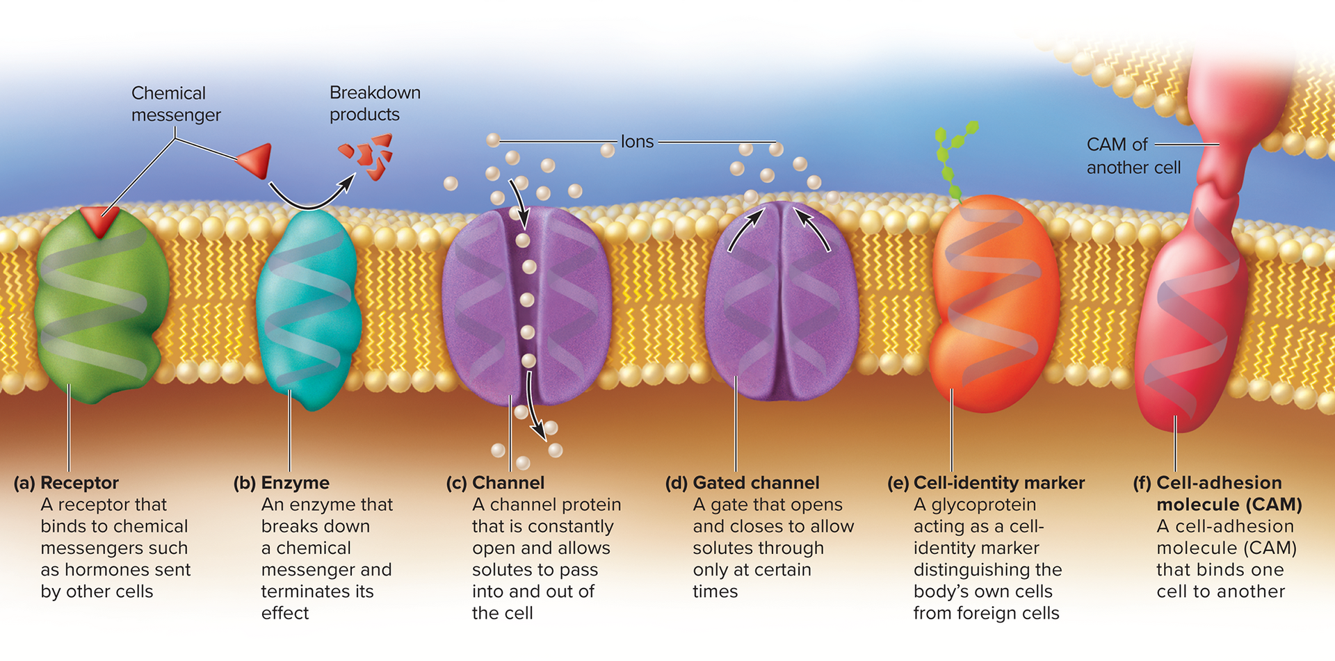 <ul><li><p>receptor</p></li><li><p>channel</p></li><li><p>enzyme</p></li><li><p>gated channel </p></li><li><p>cell identifier marker </p></li><li><p>cell adhesion molecule </p></li></ul><p></p>