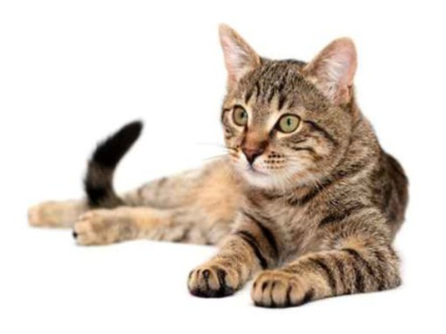 <p>causes:</p><p>-deforestation</p><p>-pesticides</p><p>-invasive species</p><p>-lead poisoning</p><p>-housecats</p>
