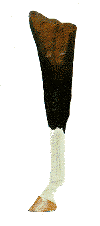 <p>white that extends to the knee or hock</p>