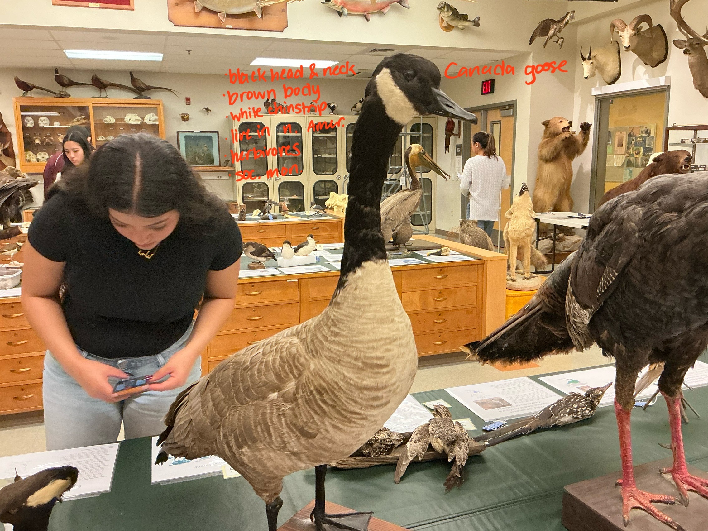 <p>Unique about Canada Goose? Habitat? Diet? R Type?</p>