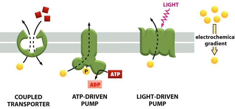 <ol><li><p>Coupled transporters couple the uphill transport of one solute to the downhill transport of another</p></li><li><p>ATP-driven pumps couple uphill transport to the hydrolysis of ATP</p></li><li><p>Light driven pumps (bacteria and archaea) couple uphill transport to an input on energy from light</p></li></ol><p></p>