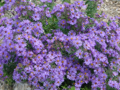 New England Aster