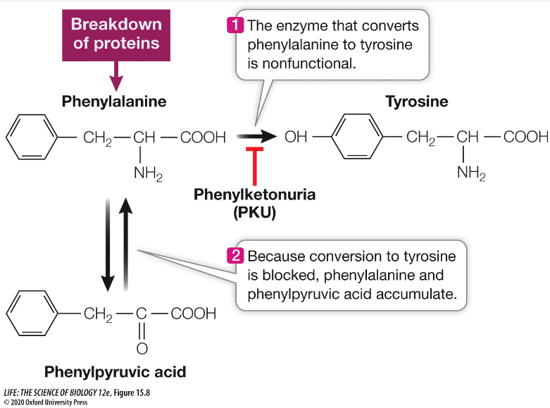 <p><strong><u>Loss of Enzyme Function</u></strong></p><p>What happens when an abnormal/inactive PAH is present? <em>(This causes the disease </em>Phenylketonuria (<em>PKU))</em><br><br><strong>Concept 15.2 Mutations in Humans Can Lead to Diseases</strong></p>
