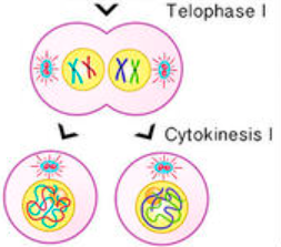 <ul><li><p>splitting of haploid set of chromosomes</p></li><li><p>each cell has half of the chromosomes which is then replicated to create two haploid daughter cells</p></li><li><p>animal cells form a cleavage furrow; plant cells form a cell plate</p></li><li><p>cytokinesis (splitting of the cytoplasm) occurs simultaneously</p></li></ul><p></p>