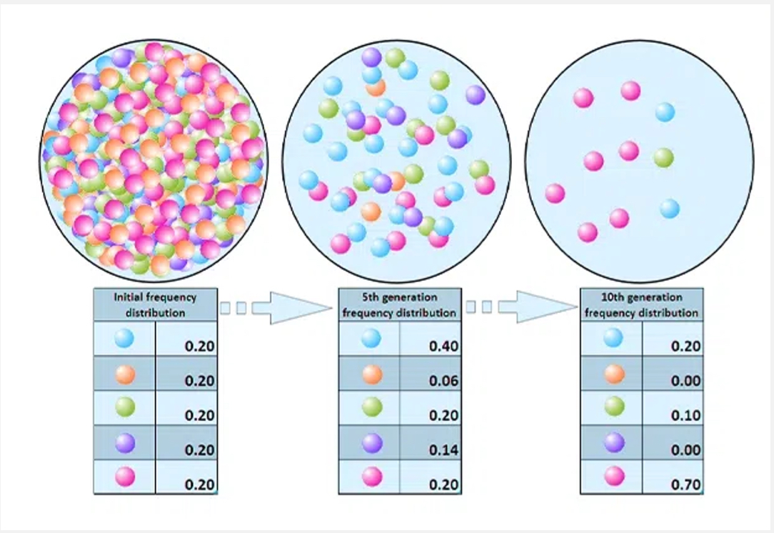 <p><span style="font-family: UICTFontTextStyleBody; font-size: 17px;">Random fluctuations in allele frequencies (stronger in small populations).</span></p>