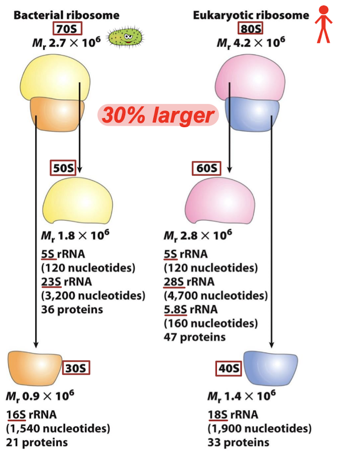 <p>30% larger:</p><p>Bacterial ribosome: 30S + 50S = 70S</p><p>Eukaryotic ribosome: 40S + 60S = 80S</p>