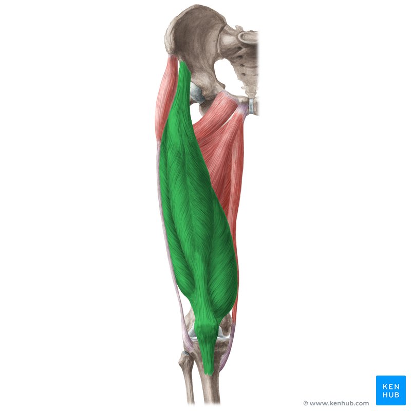 <p>Quadriceps</p>