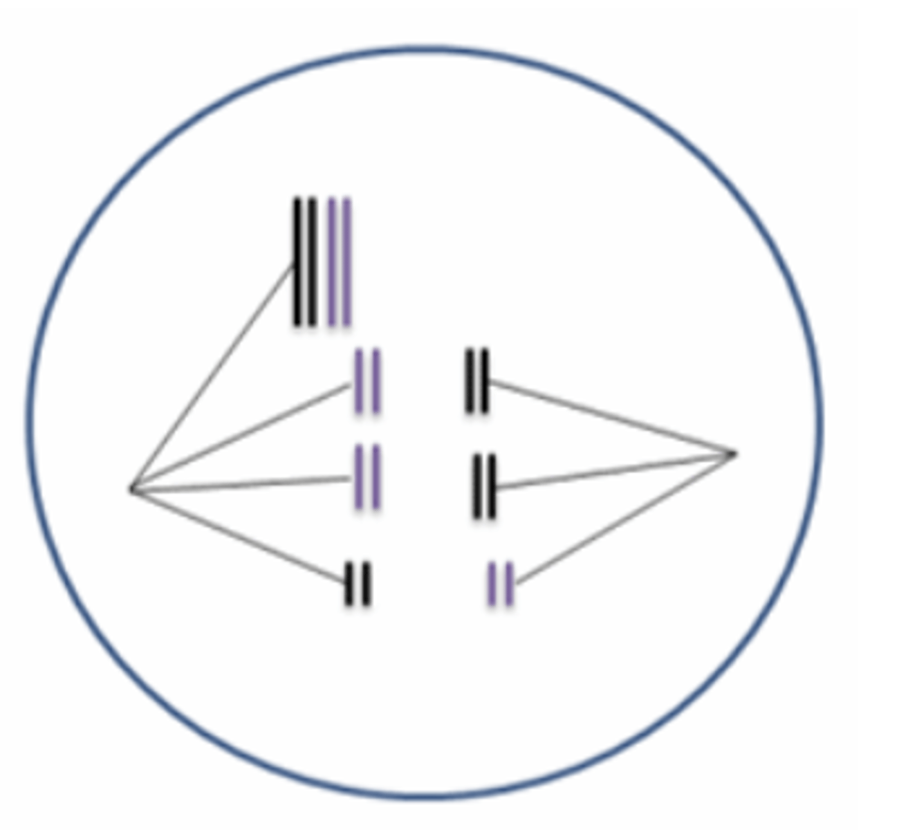 <p>A "mistake" is happening during meiosis I in the following figure. Assume the second meiotic division is normal. How many chromosomes would be expected in the four cellular products of this meiotic event?</p><p>a. Two cells would have three chromosomes, and two cells would have five chromosomes.</p><p>b. All four cells would have four chromosomes.</p><p>c. Two cells would have six chromosome, and two cells would have 10 chromosomes.</p><p>d. One cell would have three chromosomes, one cell would have five chromosomes, and two cells would have four chromosomes.</p><p>e. All four cells would have three chromosomes.</p>