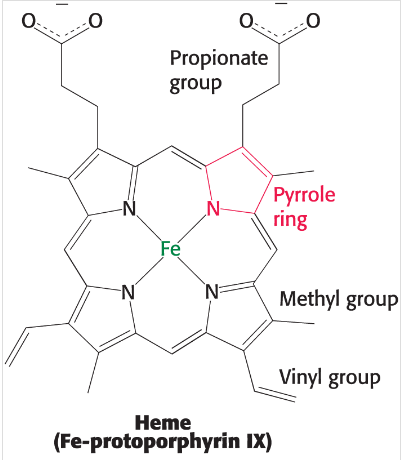 <p>Organic compound, made of four linked pyrrole rings attached with a central iron atom by nitrogen and its binding sites are referred to as the 5th and 6th coordination sites</p>