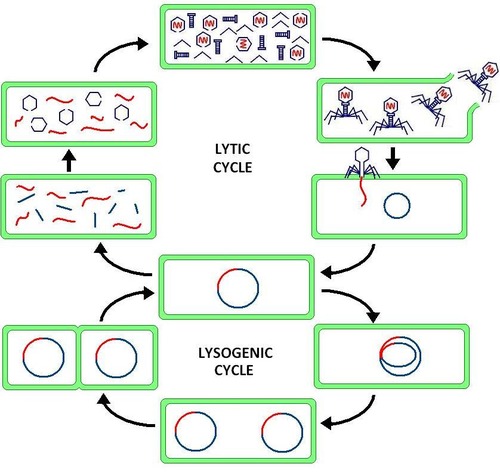 a viral reproductive cycle in which copies of a virus are made within a host cell, which then bursts open, releasing new viruses