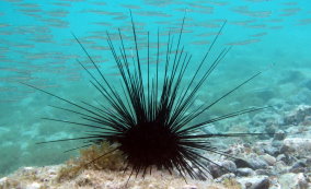 <p>(avoid) spiky ball - big long spines</p>
