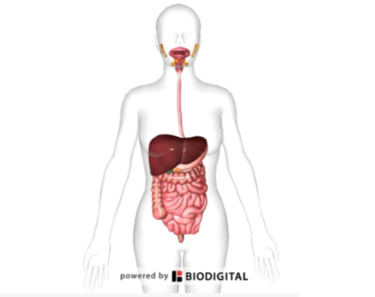 <p><span>To break down food into nutrients and glucose</span></p>