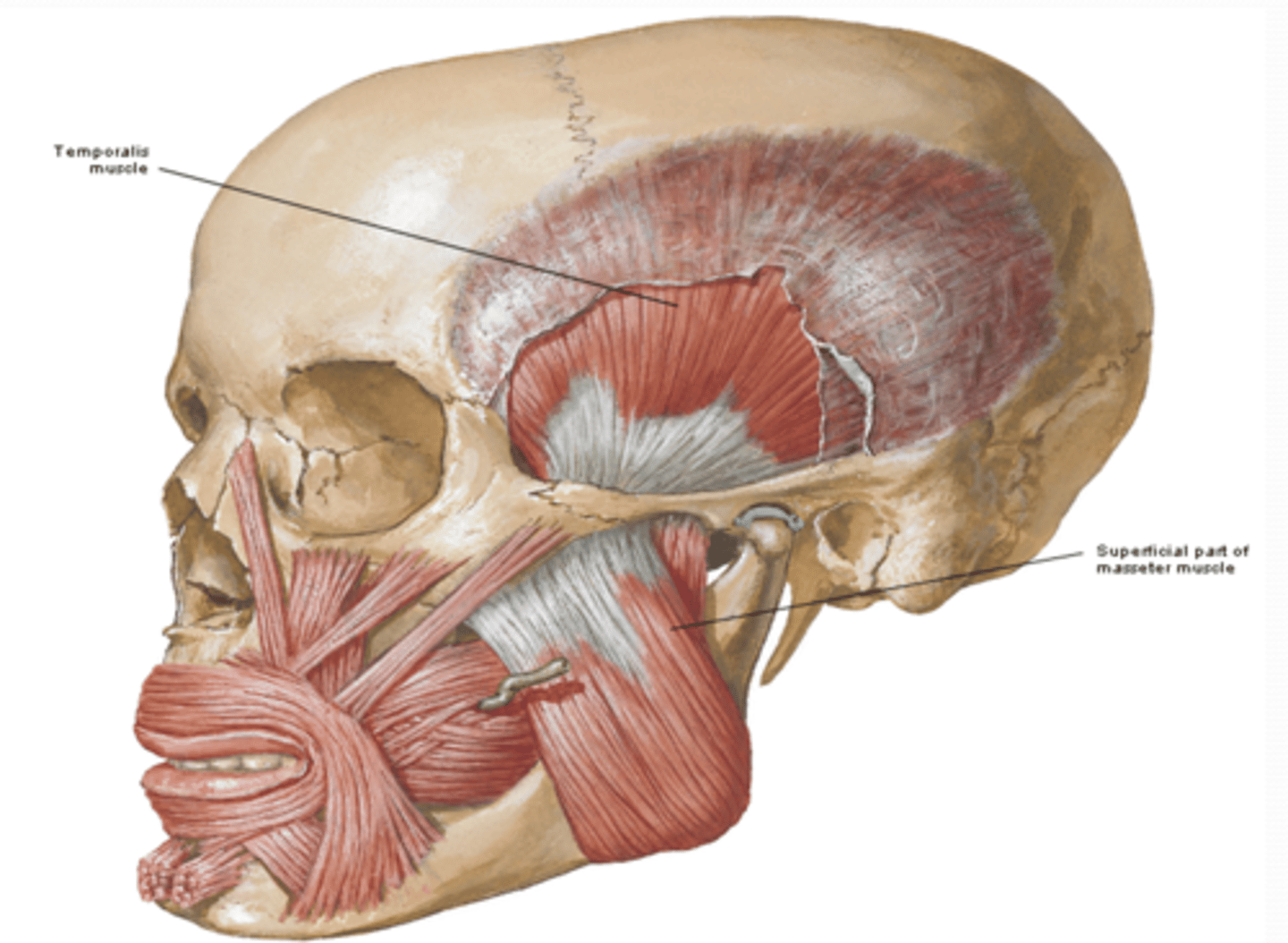 <p>Where is the attachment of the temporalis muscle what is its function? (Mastication M)</p>