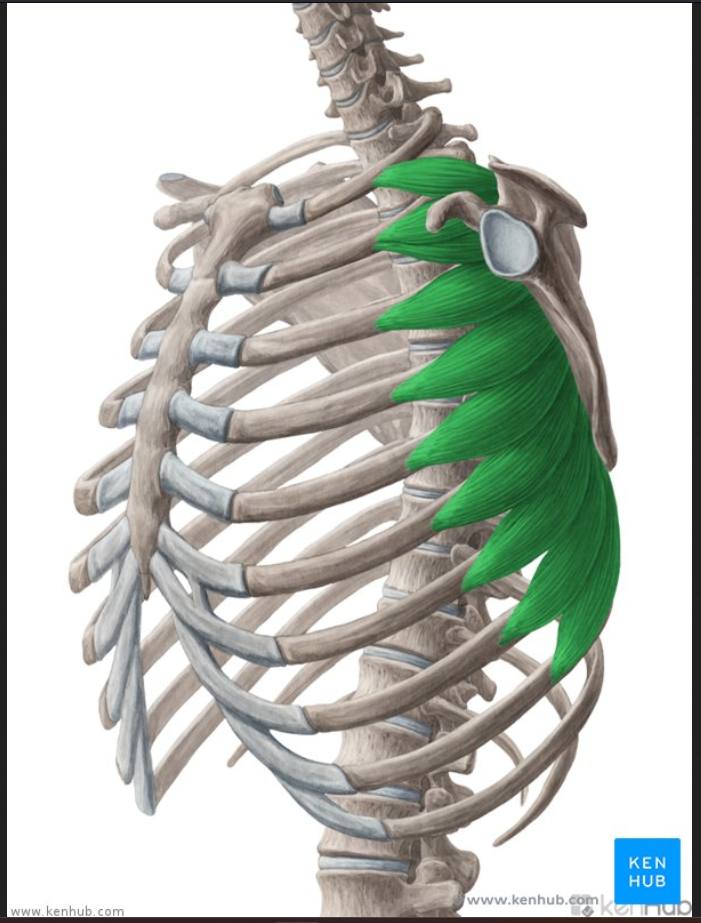 <p>Muscle of the face head and neck:</p><p>Serratus Anterior</p>