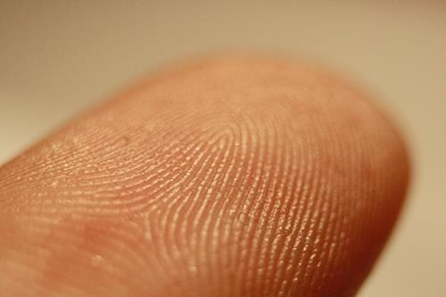 <p>Raised lines forming unique fingerprint patterns.</p>