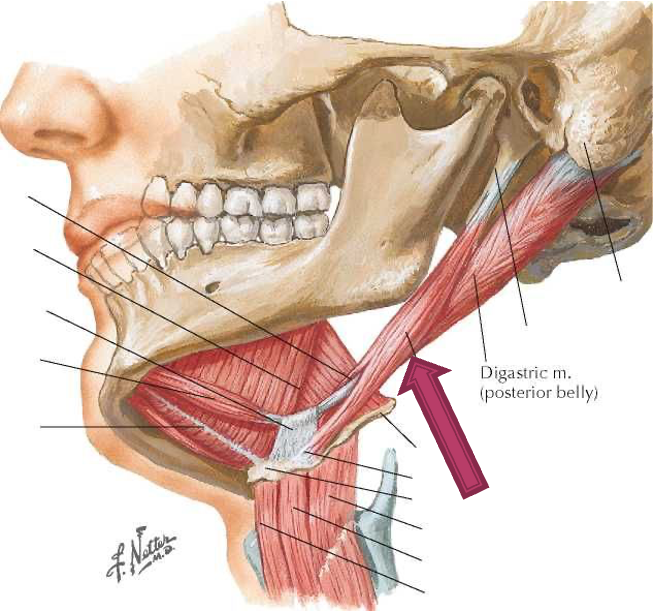 <p>origin: styloid process of temporal bone</p><p>insertion: hyoid bone</p><p>innervation: CN VII</p><p>action: elevates hyoid bone and draws it posteriorly (elongating floor of mouth during swallowing)</p>