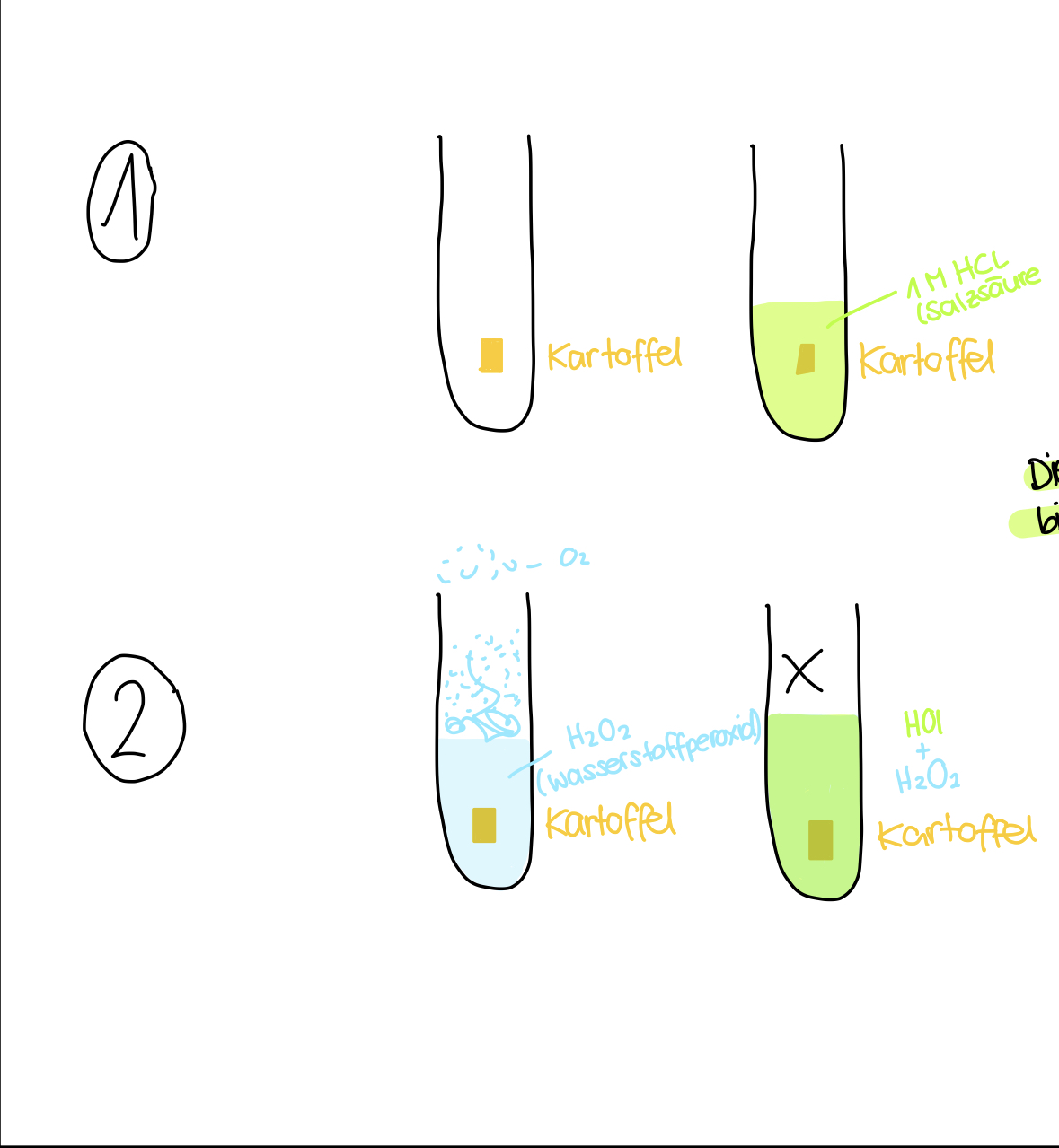 2H2O2 —> 2H2O + O2 (Katalase)

Die Salzsäure senkt den ph-Wert soweit, bis die Enzyme denaturieren und kaputt gehen