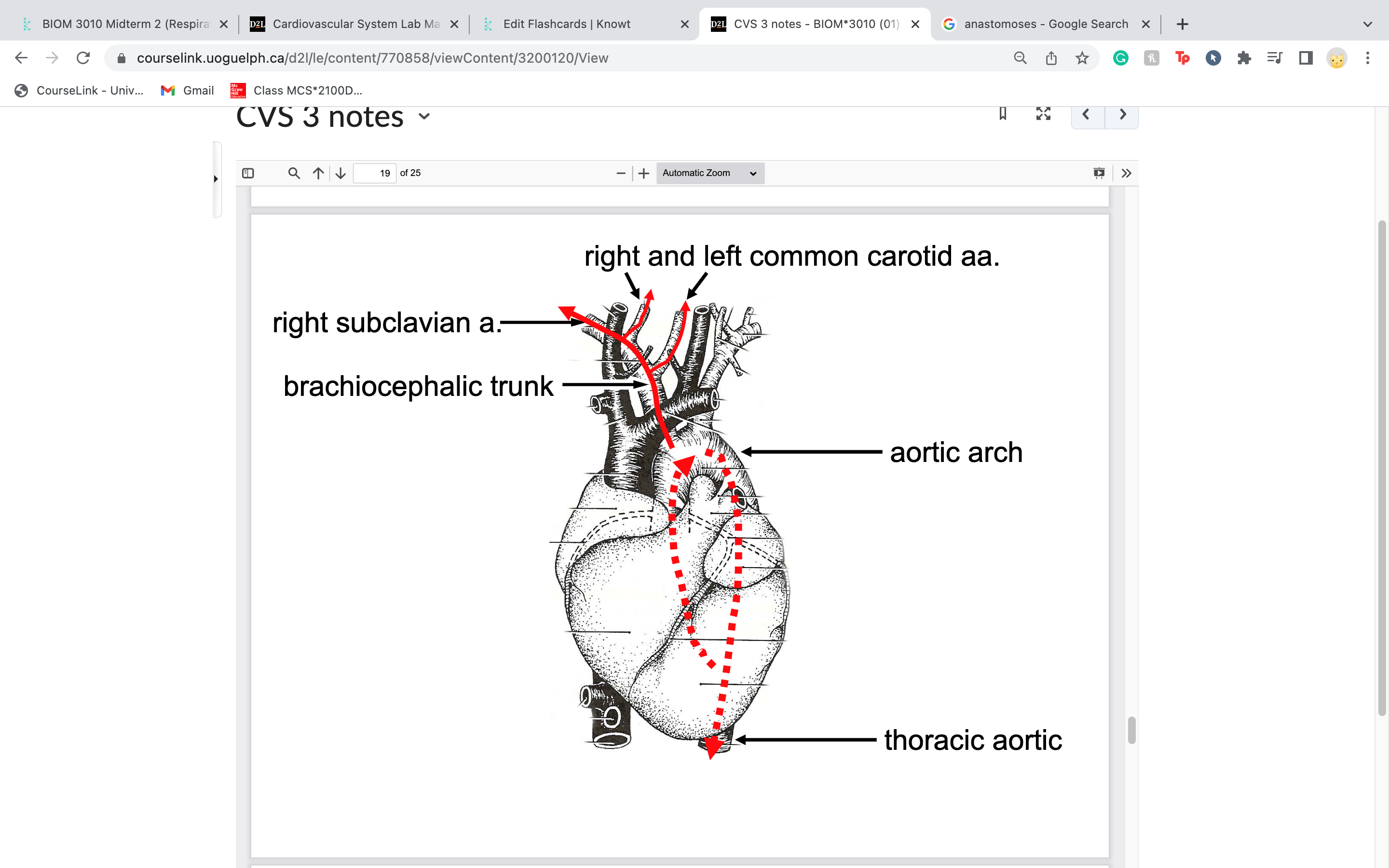 right arm and head
-gives rise to 2 arteries: right subclavian = arm
L and R common carotid = head