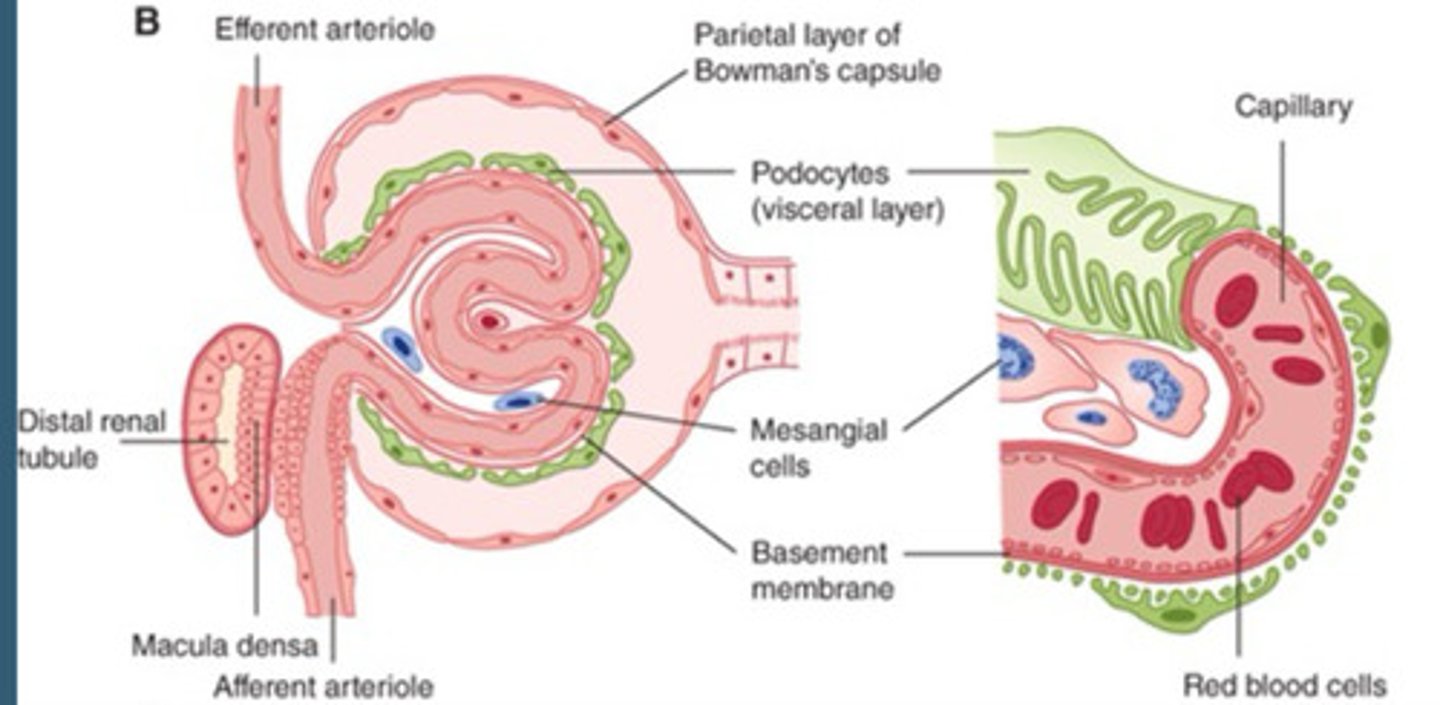 <p>Capillary of glomerulus</p>