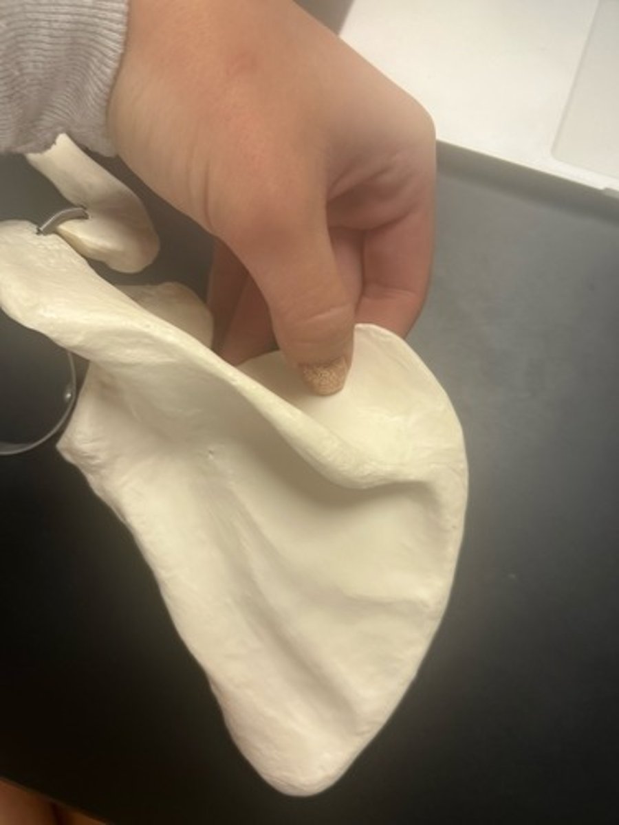 <p>name the bone</p>