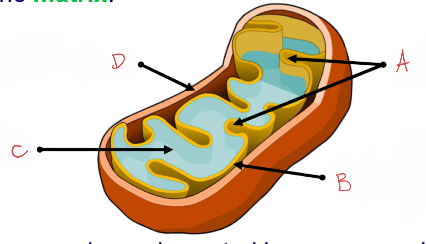 <p>what is D?</p>