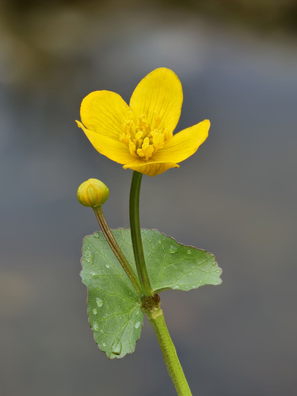 <p>Marsh marigold - <em>Caltha palustris</em></p>