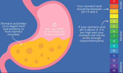 <p>chemical digestion</p>