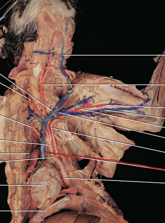 <p>drains deoxygenated blood from the upper body</p>
