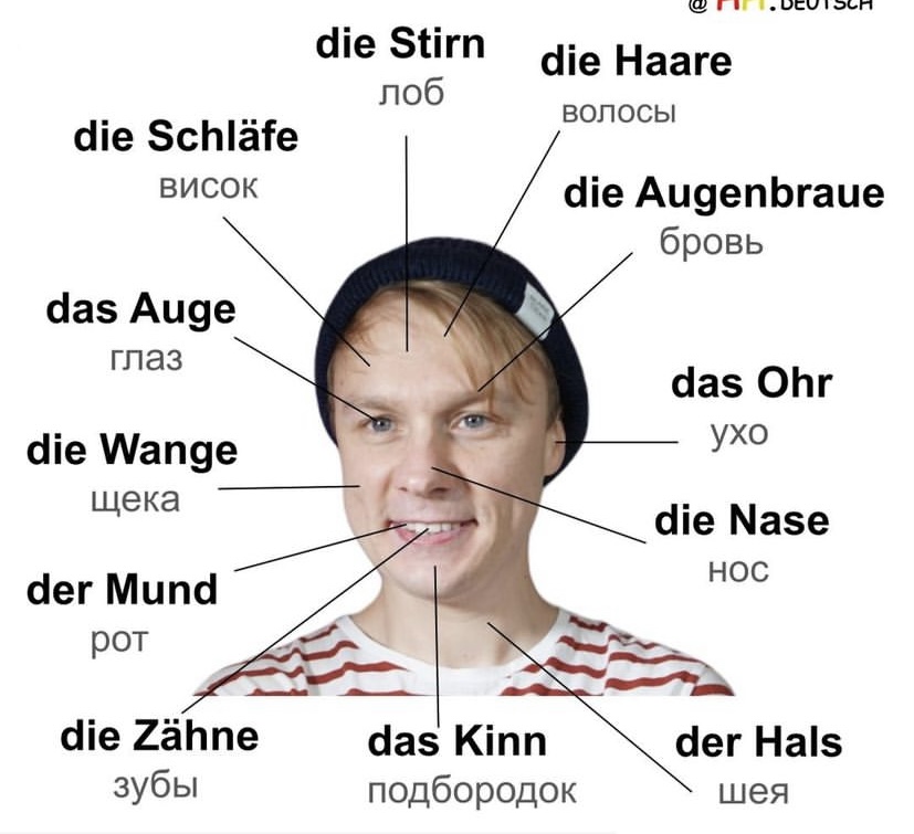 die Schläfe