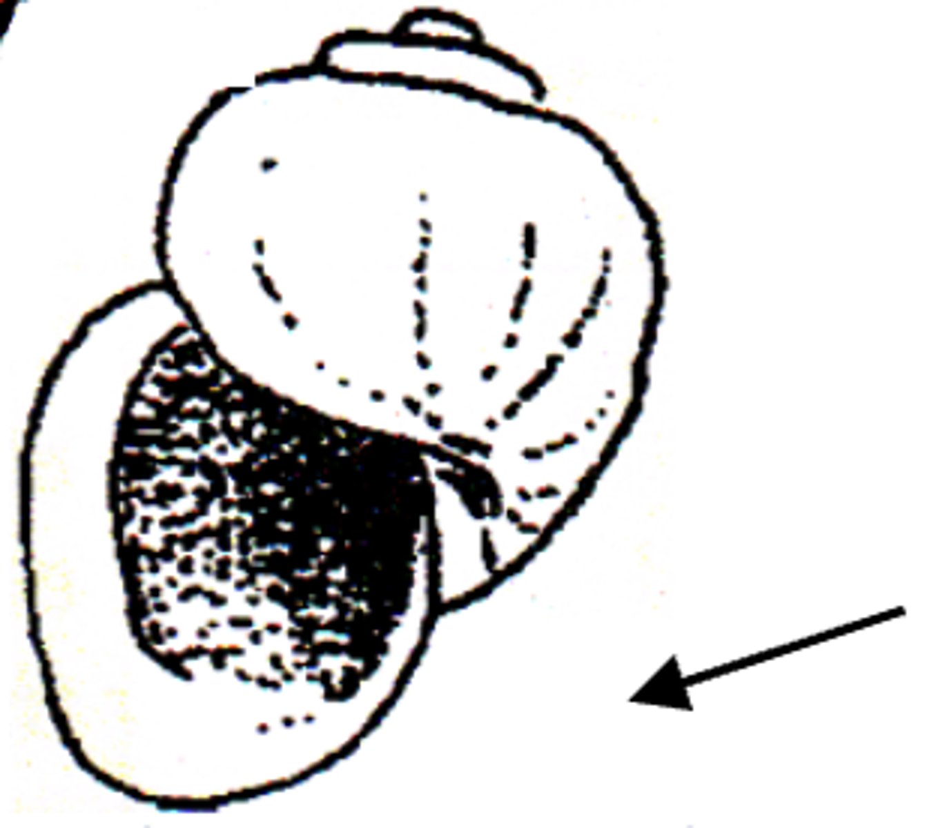 <p>Bulinus snail</p>