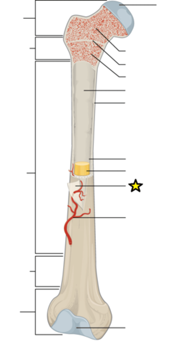 <p>A dense fibrous membrane covering the surface of bones and serving as an attachment for tendons and muscles</p>