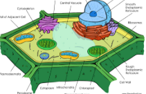 <p>Membrane= = bound organelles, wider variety and complexity </p><p>DNA held and protected in nucleus</p><p>Divides by mitosis</p><p>Uni- and multicellular organisms<br></p>