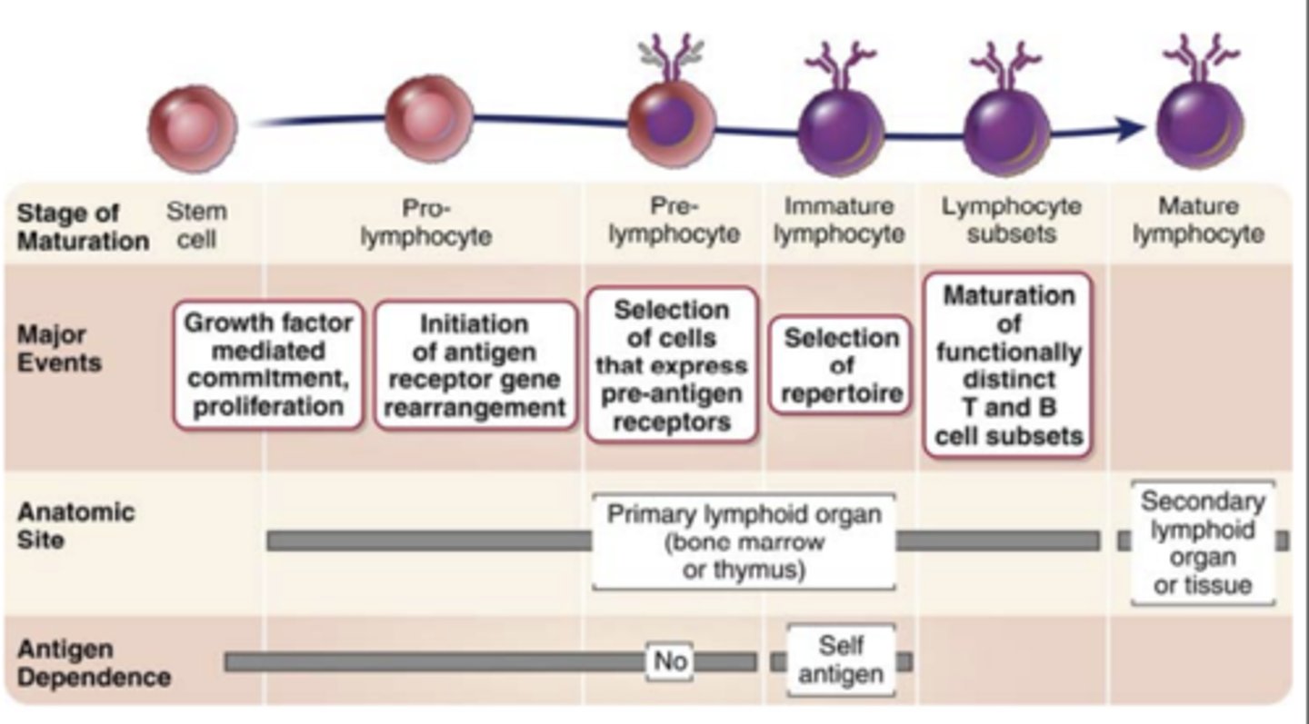 <p><strong><span class="bgB">Proliferation</span></strong> <span class="bgB">of progenitors and immature committed cells</span> at specific early stages of development, providing a large pool of cells that can generate useful lymphocytes</p>