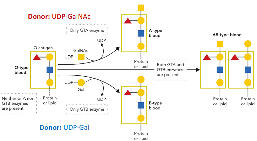 <p>determined by glycosylation patterns and&nbsp;expression of GTs; each only differ by few amino acids but are indentifiably different; literally same evolutionary origin</p>