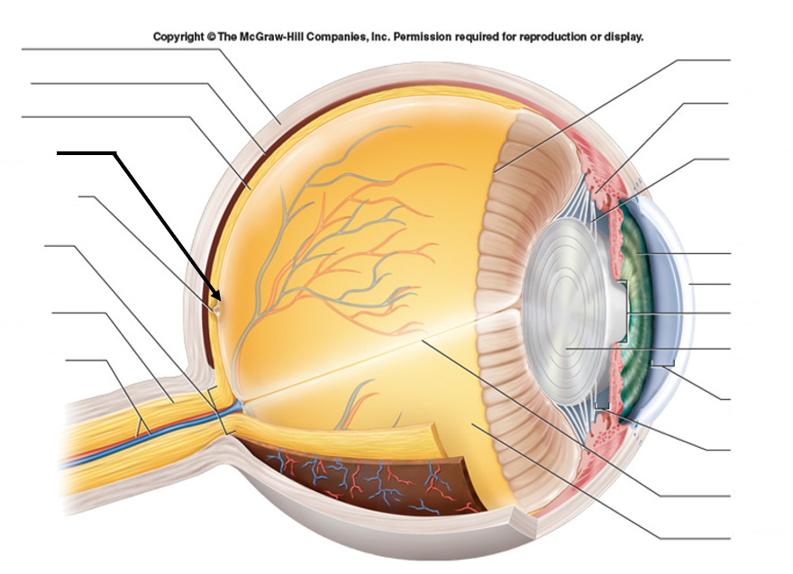 <ul><li><p>Central patch for detailed vision</p></li><li><p>Center of retina, sharp central vision</p></li><li><p>High concentration of cones</p></li></ul><p></p>