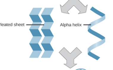 <p>What level of protein structure is this ?</p>
