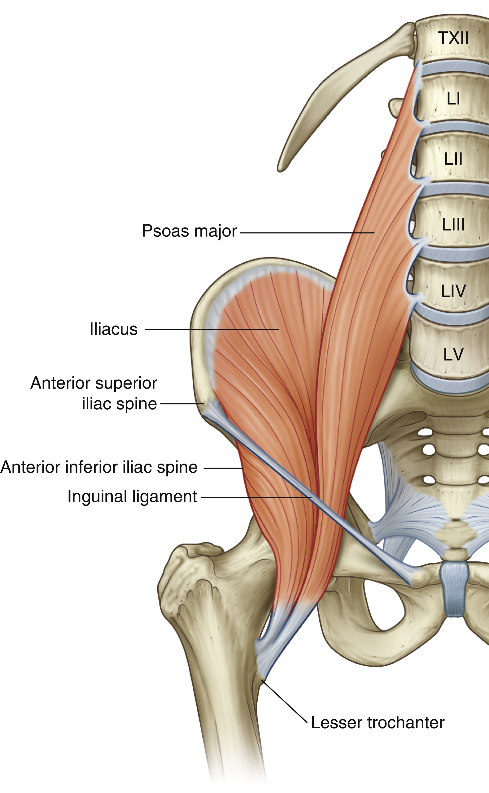 <p>Iliopsoas: origin</p>