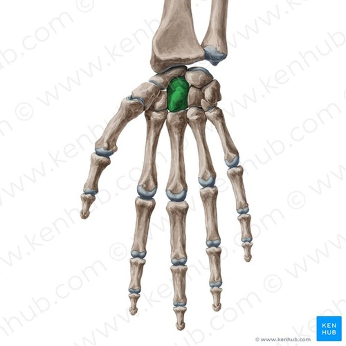 <p>volárisan kimélyített kéztőcsontokból áll→ lunatum, capitatum, III. metacarpus</p>