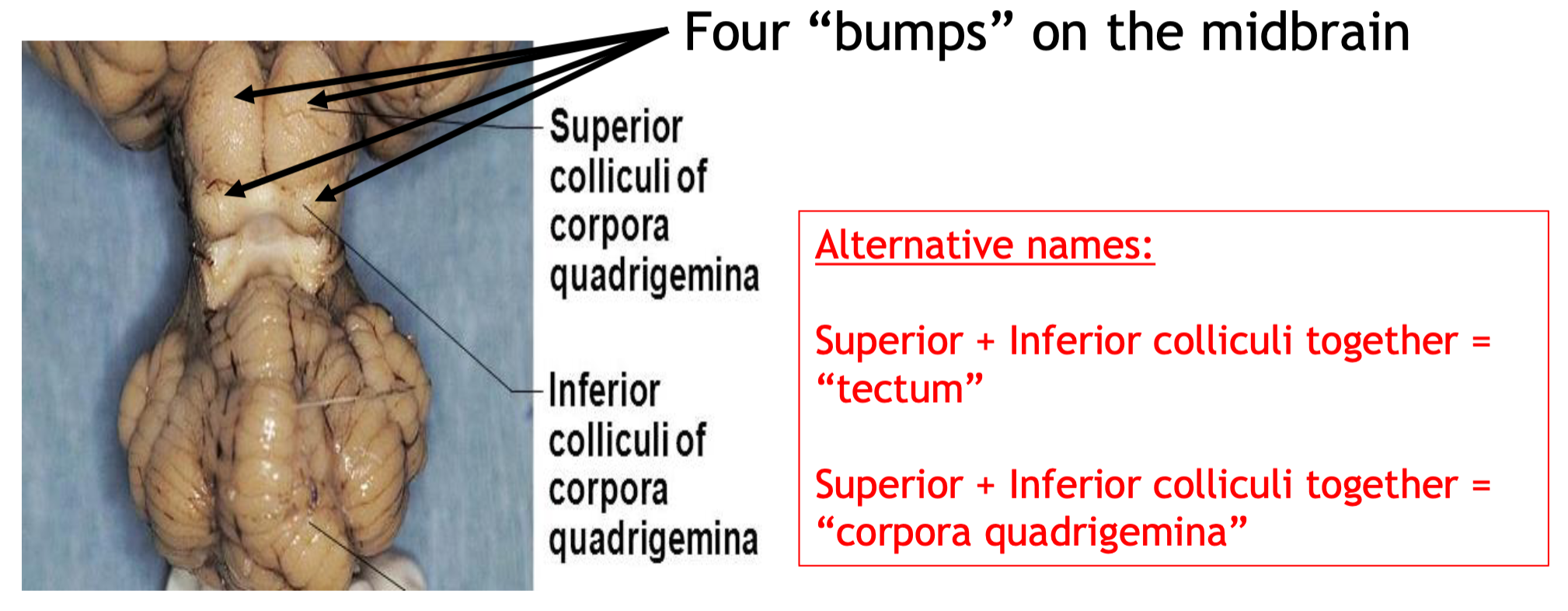 <p><span><br>form the tectum which is part of the</span><br><span>midbrain (mesencephalon) involved in vision and hearing</span></p>