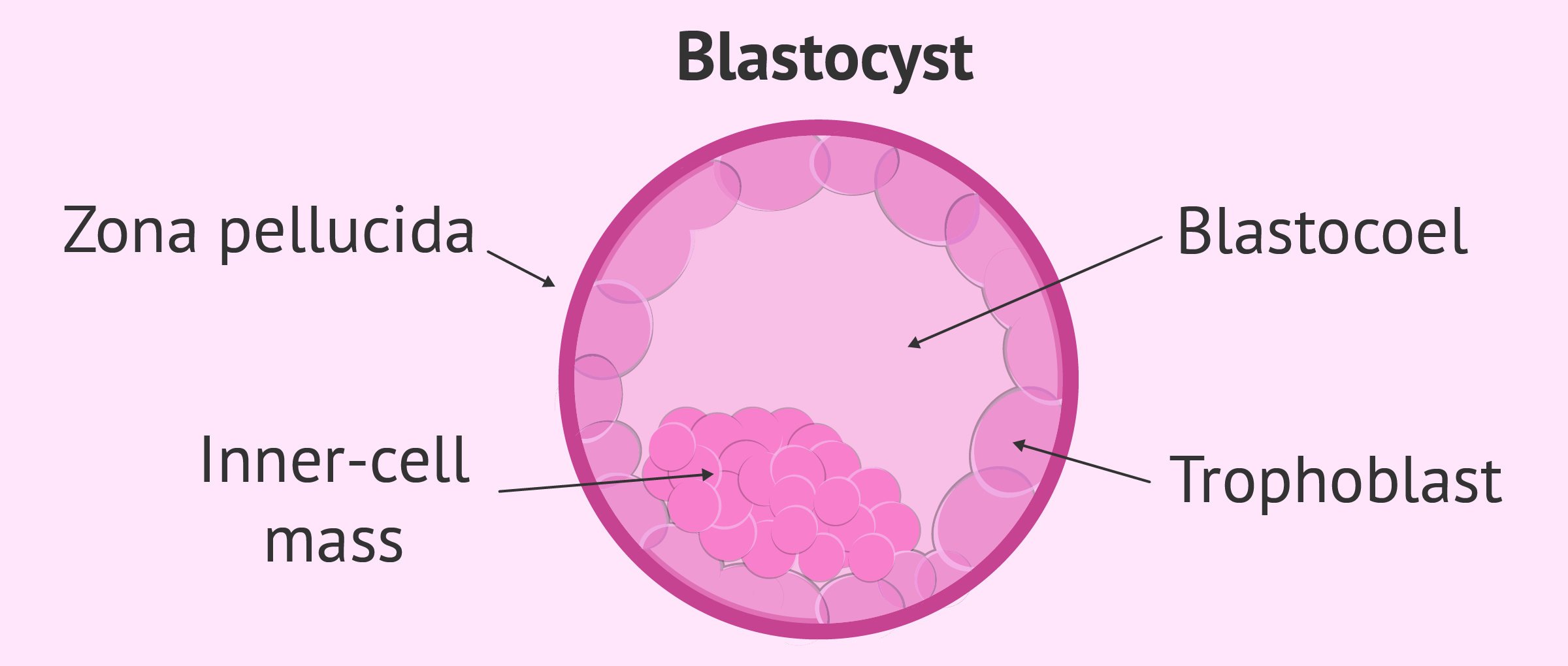 <p>The <strong>blastocyst</strong> is a <strong>fluid-filled hollow</strong> structure with an <strong>inner cell mass</strong> (called the <strong>embryoblast</strong>) at one pole.</p><p>The <strong>outer layer</strong> of cells, the <strong>trophoblast</strong>, secretes <strong>early pregnancy factor - EPF</strong>, an <strong>immunosuppressant</strong> detectable in maternal blood within <strong>24–48 hours</strong>, forming the basis for early <strong>pregnancy tests</strong>.</p>