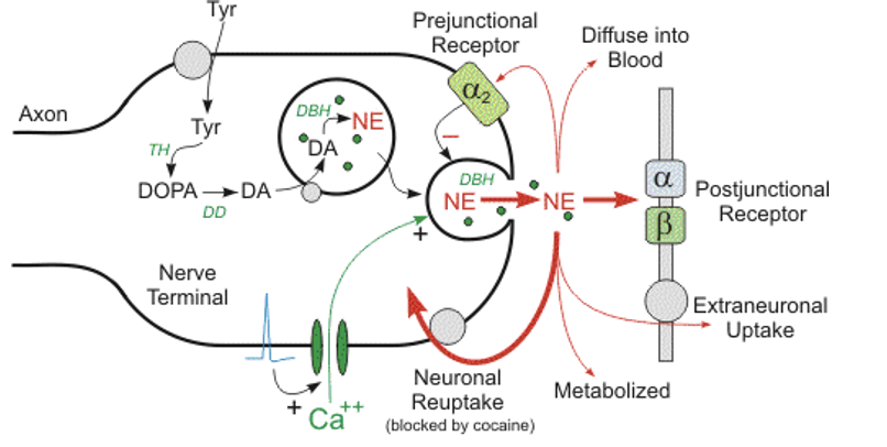 <ol><li><p>activation of postjunctional receptor (alpha and beta receptors)  </p></li><li><p>extraneuronal uptake</p></li><li><p>diffuse into blood</p></li><li><p>metabolized</p></li><li><p>neuronal reuptake</p></li><li><p>prejunctional receptor (alpha 2): inhibits NE release </p></li></ol><p></p>