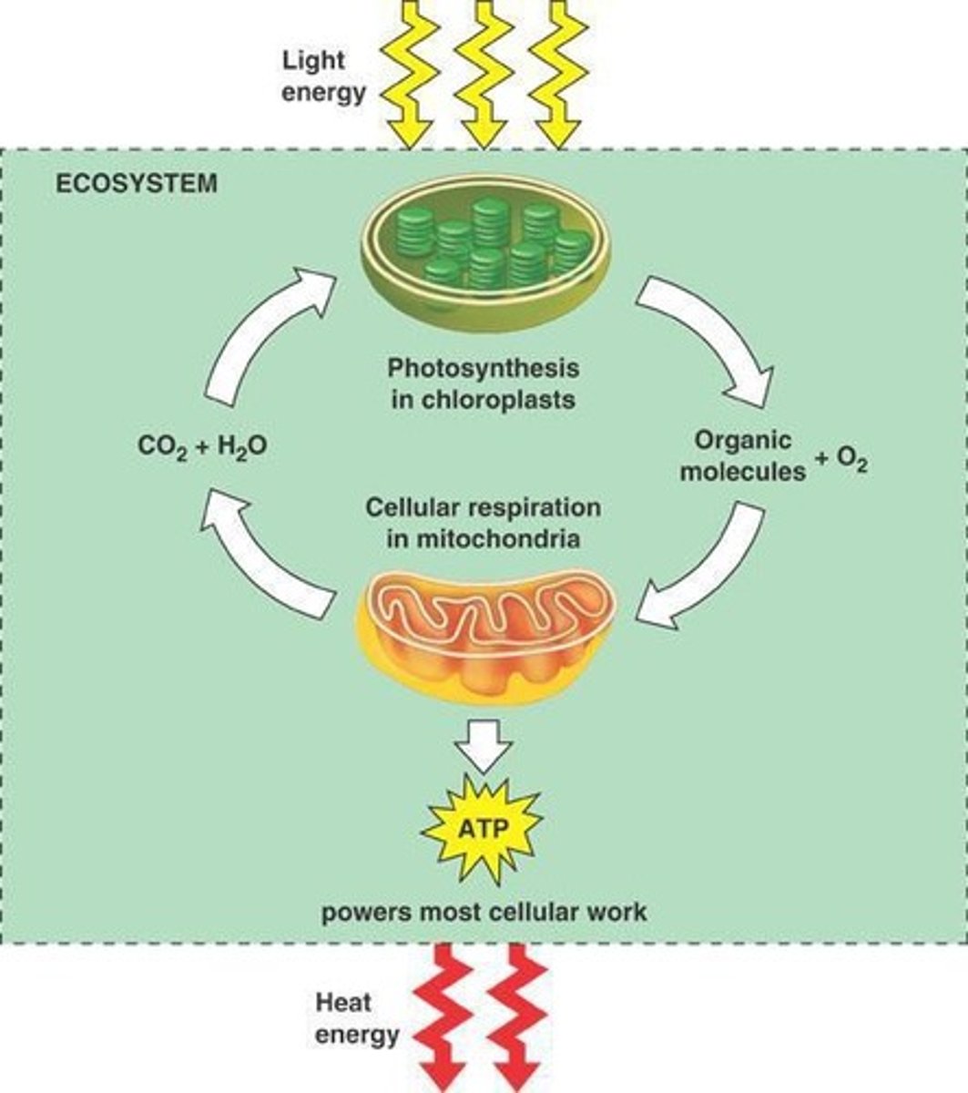 <p>Carbon dioxide (CO2) and water (H2O).</p>