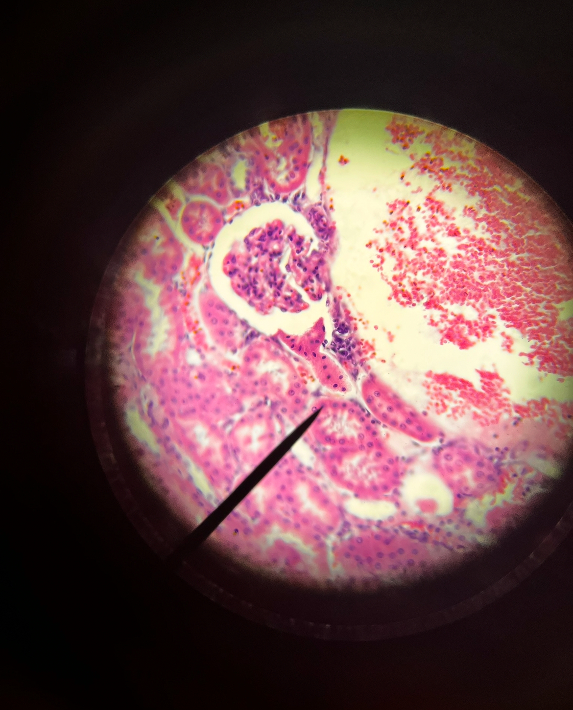 <p><span>Name the organ</span></p><p><span>Name the tissue at tip of the pointer.</span></p>