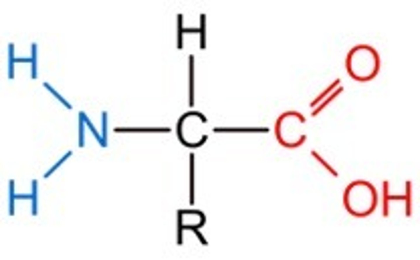 <p>- amino acids with both the amine group and carboxylic group attached to the same carbon</p><p>Have organic side chain R Glycine has R' is hydrogen</p><p>- 20 naturally occurring 2-amino acids</p><p>- makes them amphoteric</p><p>Amphoteric means they have acidic and basic properties</p><p>white crystalline solid high melting point</p>